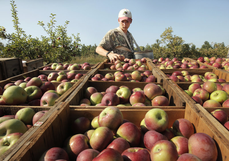 Seth Edwards arranges apples in boxes on the back of a truck at McDougal Orchards in Springvale. Apples are abundant at many Maine orchards this season.