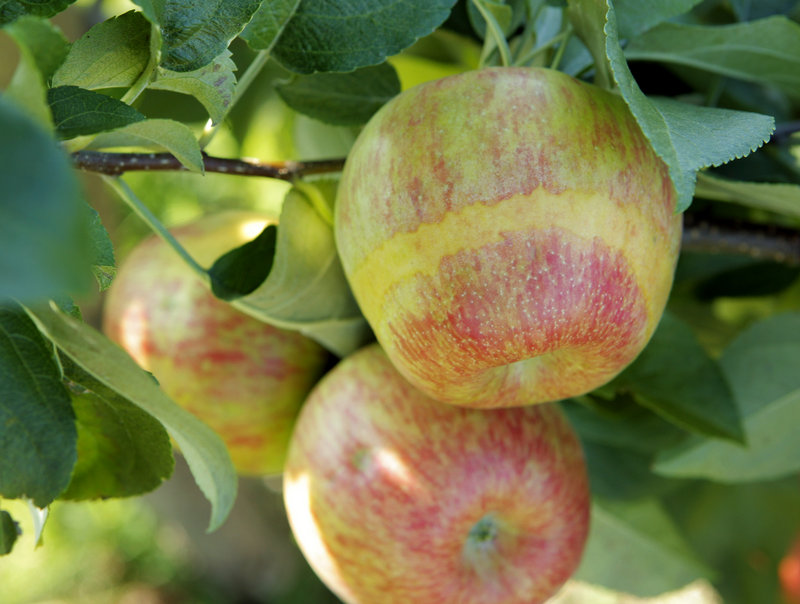 Some apple varieties, such as this Gala, have visible frost damage.