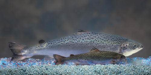 A size comparison of an AquAdvantage fish, back, and a traditional Atlantic salmon the same age.