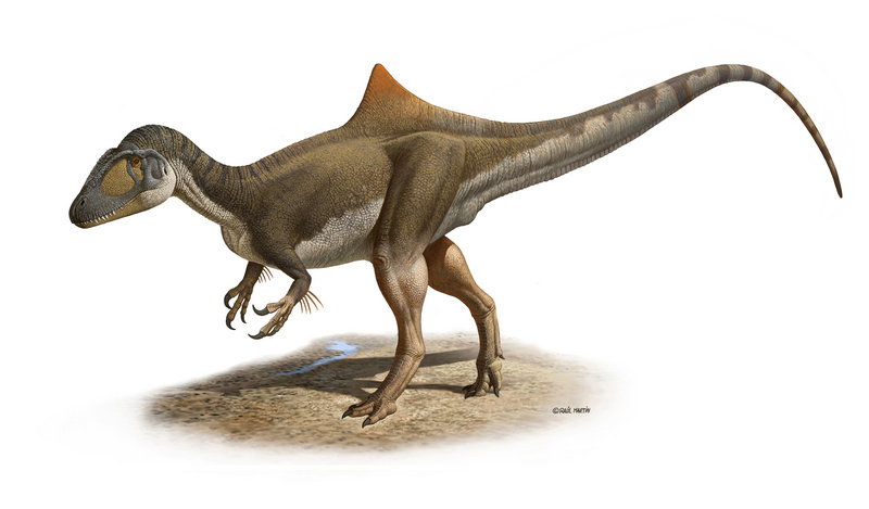 This image shows a hypothetical reconstruction of the recently found dinosaur remains. The pronounced hump may have functioned as an identifying feature to other dinosaurs.