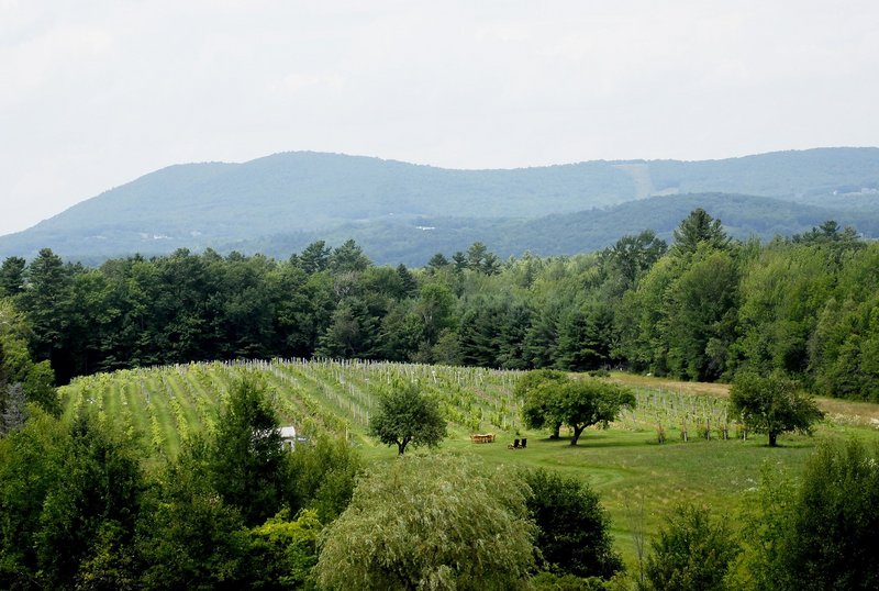 The Cellardoor vineyard, which winemaker Aaron Peet said this year may yield Cellardoor’s first batch of wine made from Maine-grown grapes.