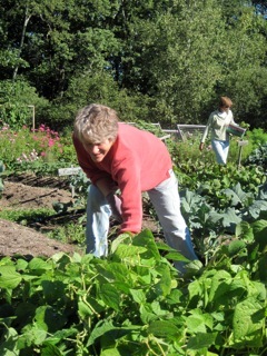 Joy Ahrens, plot coordinator, works in the garden.