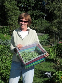 Julie Pew helps harvest the Yarmouth garden.