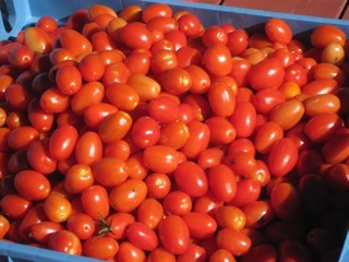 Tomatoes from Yarmouth Community Garden, pictured Sept. 11.