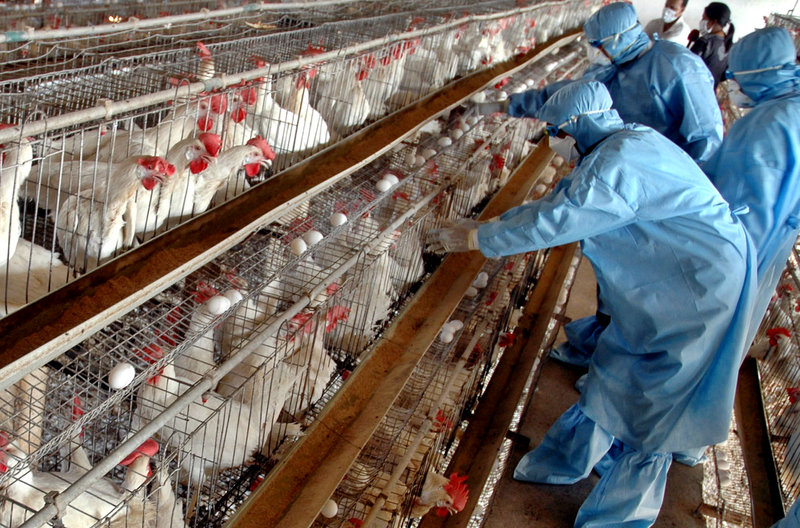 Chickens kept in confining cages are more likely to spread salmonella and other diseases, a reader says.