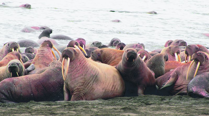Walruses lie on the beach near Point Lay, Alaska, in this photo provided by the U.S. Geological Survey. Tens of thousands of walruses have come ashore in northwest Alaska because the sea ice they normally rest on has melted.