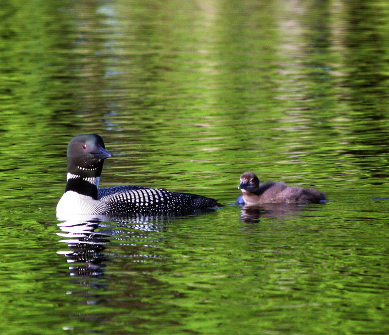 Loons, like this female with her chick on Little Sebago Lake, shed all of their primary flight feathers at once during molting. Flightless until the feathers regrow, they find sheltered wetlands to allow them to hide and feed until their primaries come in.