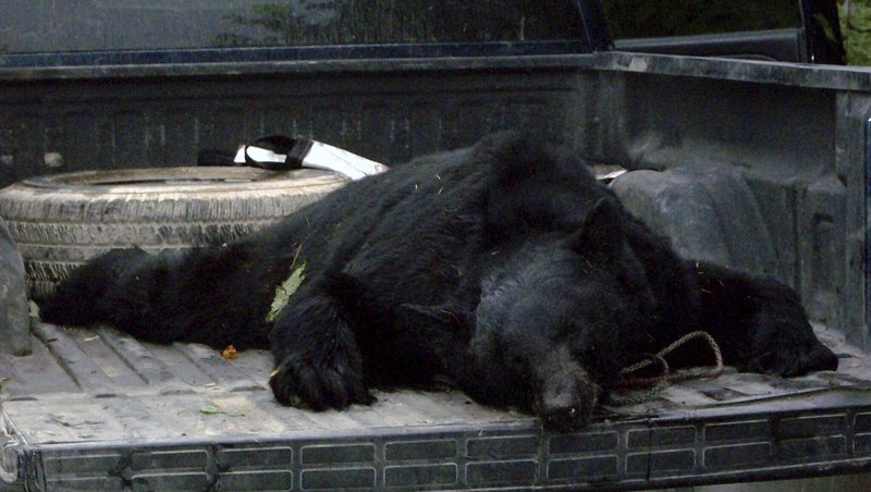 This 365-pound bear attacked Ryan Shepard while he was hunting Monday in Township 5 Range 7 near the base of Sugarloaf Mountain, not far from the village of Shin Pond. Shepard, a professional hunting guide, said he got off two shots with his rifle before the charging animal knocked him down. Shepard said the bear was moving as fast as 15 mph.