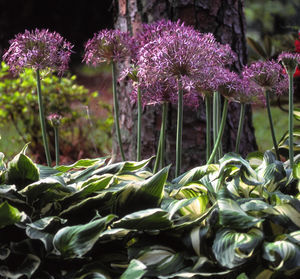 These allium christophii have hosta planted around them because, while the blossoms of allium are great, sometimes the leaves can get a bit ugly.