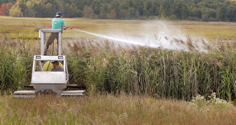 Colin Avery sprays herbicide to kill an invasive reed, Phragmites australis, in Scarborough Marsh on Monday. The machine Avery is standing on, called a Marsh Master, is being driven by Tyler Carlson. Both men work for IMM Inc., a contractor based in Madison, Conn.