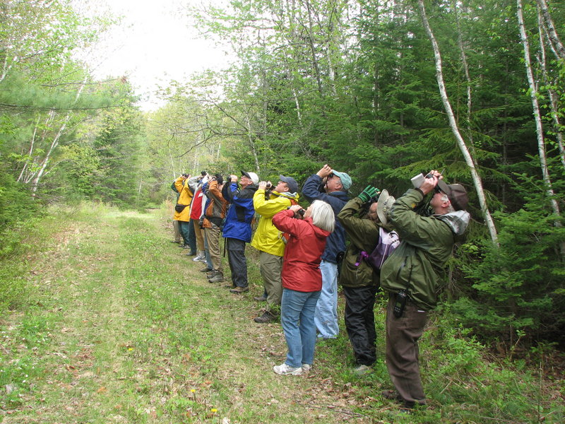 Bird watchers – both casual and serious ones – will find valuable information in the Maine Birding Trail guidebook, which is designed to appeal to eco-tourists and residents who want to combine hiking and enjoyment of the state’s abundance of bird life.