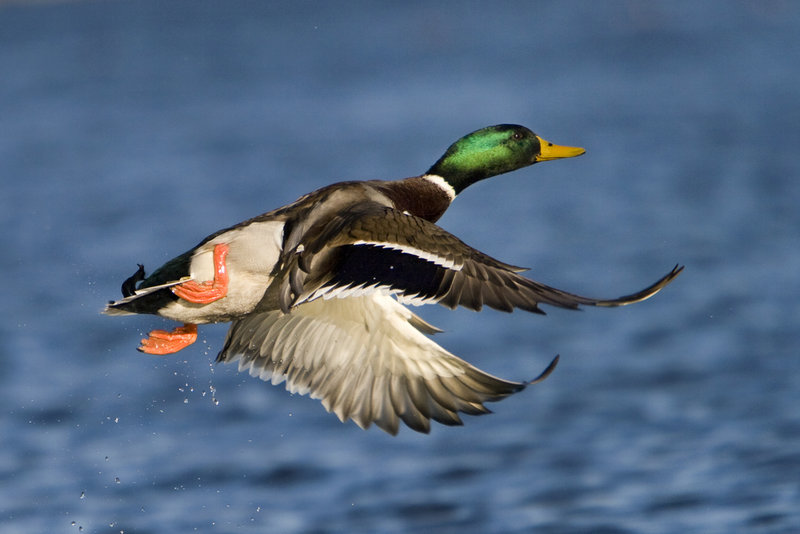 Puddle ducks, like this mallard, can be identified partly by how they feed – by tipping up – and by how they take flight.