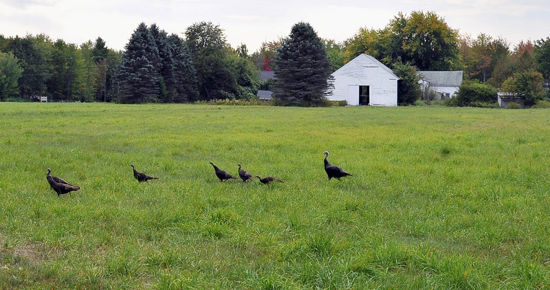 Wild turkeys cross a field Wednesday at Fancy Farm, which hasn’t been active for about a decade. To protect the land from development, the Fancy family worked with the town and the Maine Farmland Trust to arrange an agricultural easement. The trust holds the easements and monitors the properties.