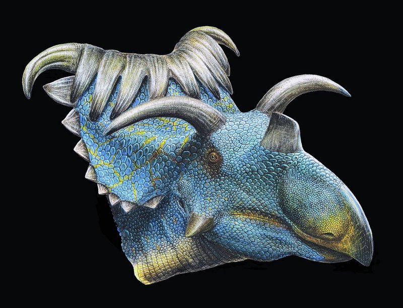 This image provided by the Utah Museum of Natural History shows an artist’s reconstruction of the Kosmoceratops, above, and Utahceratops, below. Scientists said Wednesday they’ve discovered fossils in the southern Utah desert of two new dinosaur species closely related to the Triceratops, including one with 15 horns on its large head.