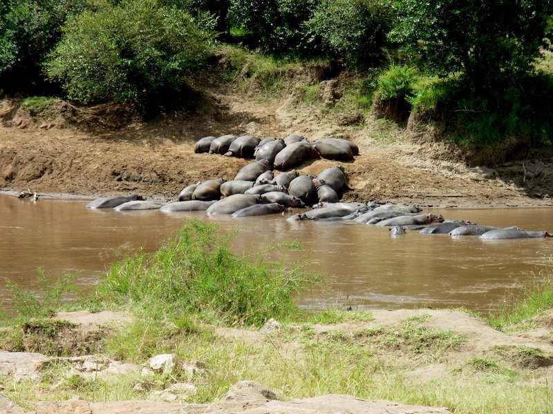 Rick Peterson’s “Hippos in the Mara River (Congo),” at UNE’s Art Gallery.