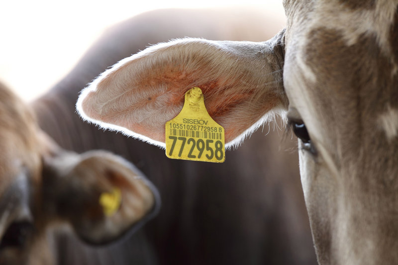 A cow wearing an ear tag eats on the Fazenda Gramada government farm in Brazil. The 1,850-acre farm is an experiment that integrates the raising of crops, cattle and timber in a bid to defend the Amazon from defores-tation. In the past 15 years, genetically altered plants have been grown on more than 2 billion acres worldwide.