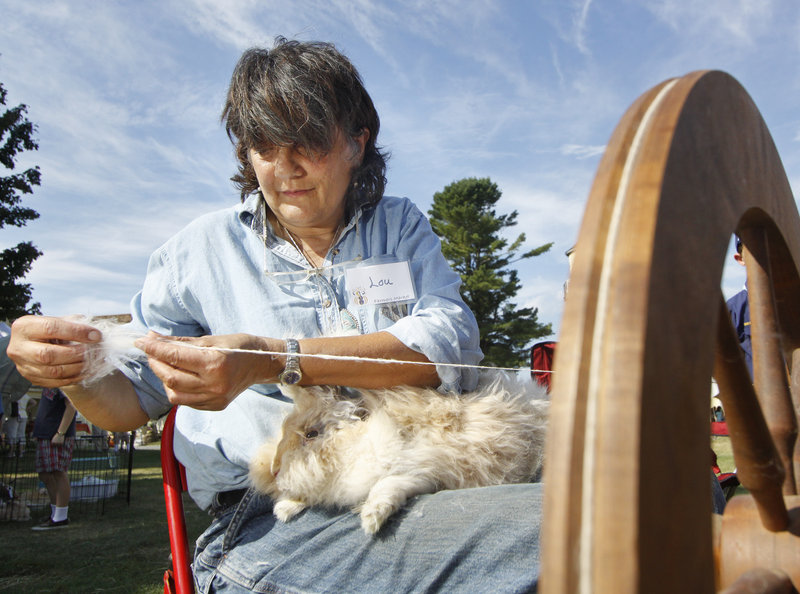 Louise Caron of Springvale spins wool from Fluffy, an English Angora rabbit.
