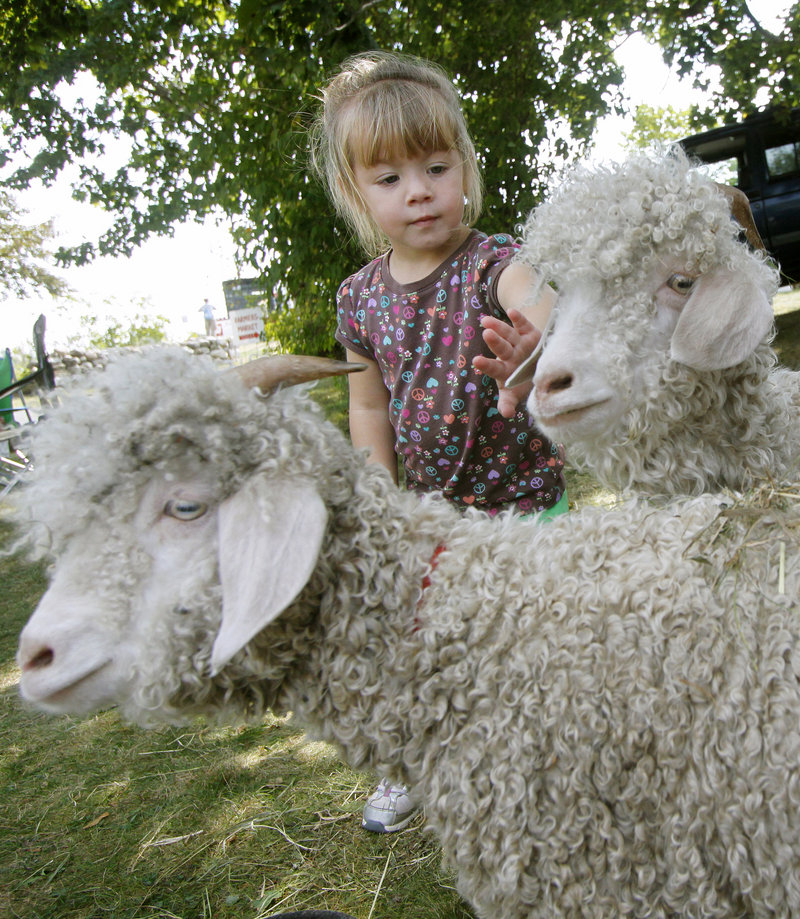 Olivia Lovejoy, 2, of Sanford pets Angora goats at the Punkinfiddle festival at the Wells Reserve at Laudholm on Saturday.