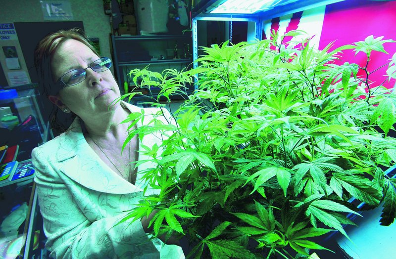 Lanette Davies, co-owner of Canna Care, a medical marijuana shop, looks at some young plants in Sacramento, Calif. She opposes a proposal to legalize the drug for recreational use, claiming it contains inadequate protections for medical marijuana patients.