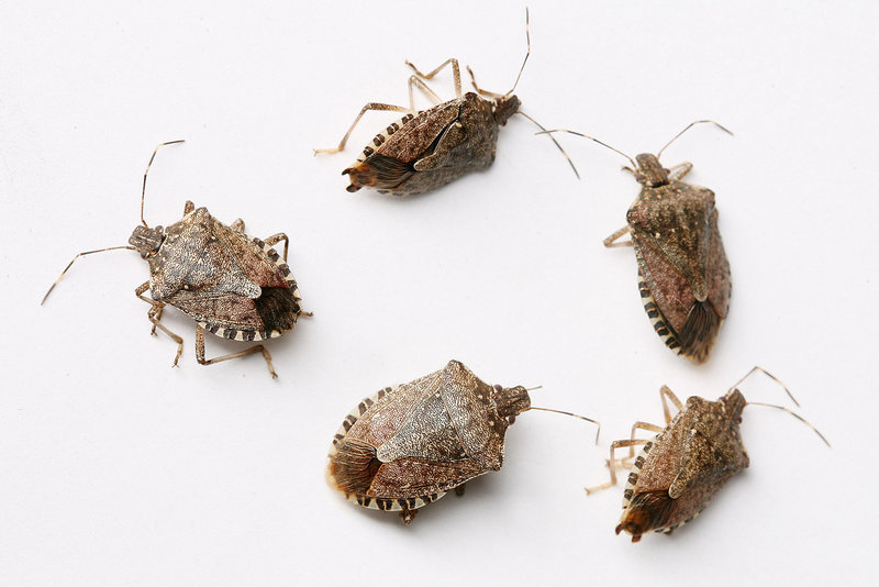 Stink bugs are poised to make a population shift from the outdoors into suburban homes, hotels and offices.
