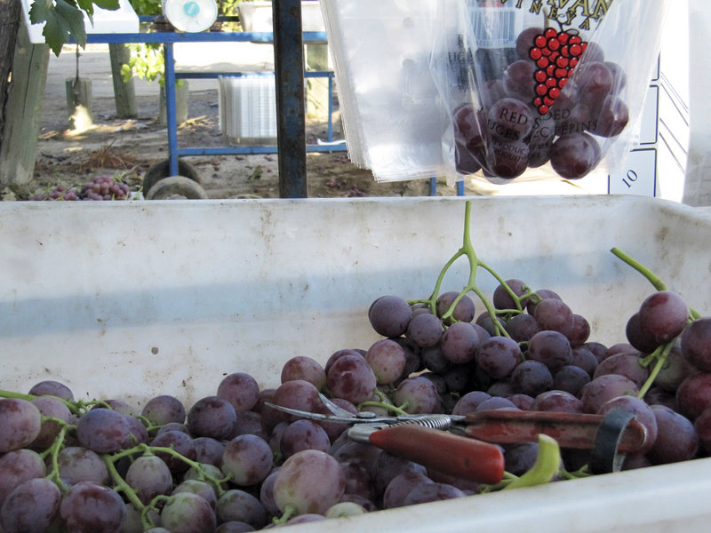 Table grapes sit in a bin after being harvested near Fowler, Calif., last week. More than half of farmworkers in the United States are illegal immigrants, the Labor Department says.