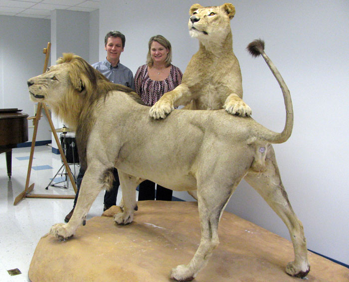 Belfast Area High School art teacher Chuck Hamm and administrative assistant Marcia Ames stand next to the two stuffed and mounted lions that will be displayed in the lobby of the high school.