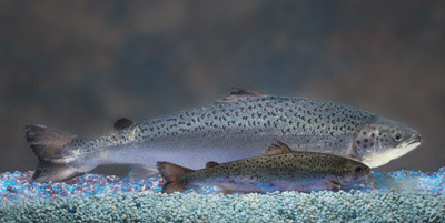 AquaBounty's transgenic salmon compared to a non-GMO Atlantic salmon of the same age.