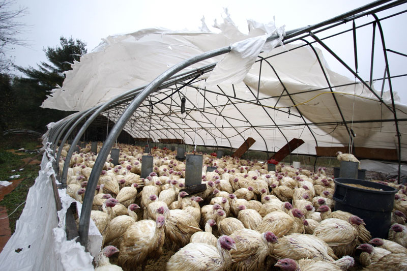 Turkeys huddle together as the shredded covering of their shelter whips in the wind at the Maine-ly Poultry farm in Warren today. Maine utilities reported thousands of outages caused by the storm bearing down on the coast.