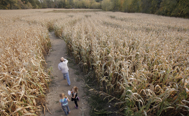 Visitors explore the corn maze at Pumpkin Valley Farm in Dayton on Monday. It’s the ninth year that the farm has built a maze and owner Keith Harris says people tell him this one is the toughest to navigate yet.