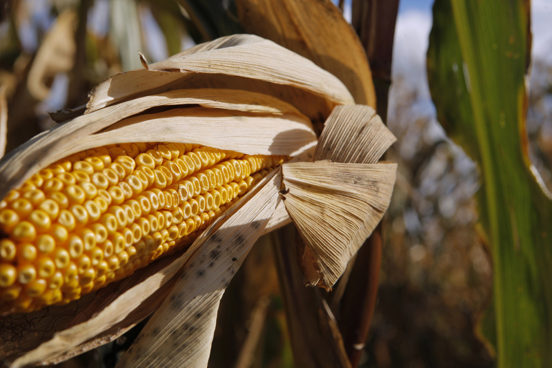 An ear of corn hangs from a plant in the maze, which is open Friday through Sunday until Halloween.