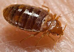 A close-up photo of a bedbug.