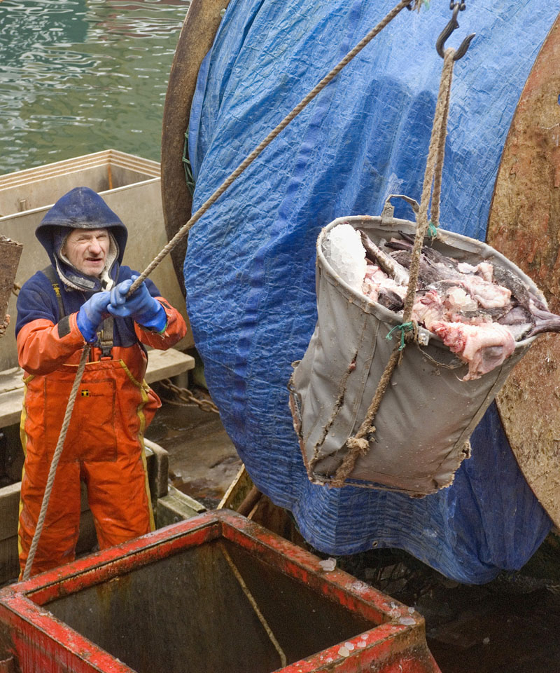 A crew member on the fishing boat "Cap'n Mark", from Portland, helps unload a catch of monkfish at the fish auction facility in Gloucester, Massachusetts.