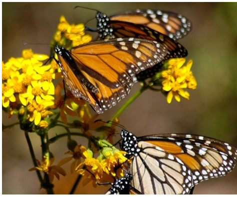 “The Incredible Journey of the Butterflies,” a “Nova” film, will be shown at 7 p.m. Friday in a Sierra Club presentation at the First Parish Unitarian Universalist Church in Kennebunk. Admission is free and dessert will be served at 6:30 p.m. The documentary charts one of nature’s most remarkable phenomena. Each year 100 million monarch butterflies fly from as far as 2,000 miles away to reach a tiny area in the mountains of Mexico. Scientists are still puzzling over how the butterflies achieve this tremendous feat of endurance. To capture a butterfly’s point of view, camera operators used a helicopter, an ultralight and hot-air balloons along the butterflies’ transcontinental route.