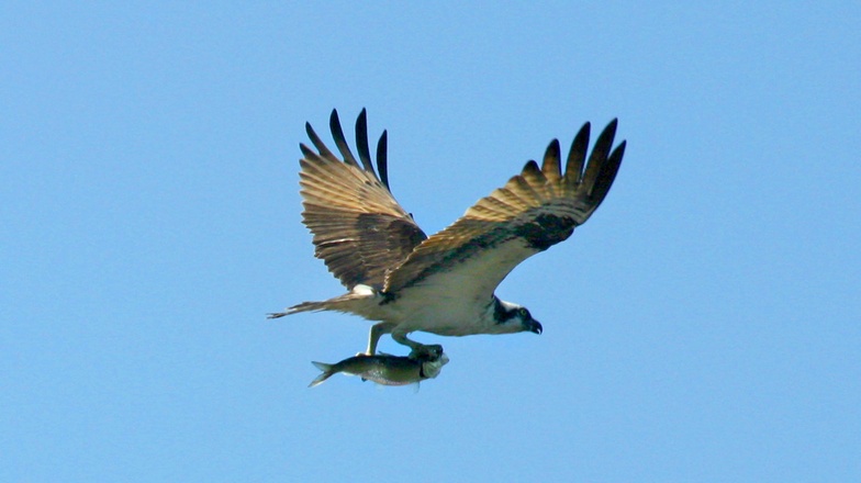 Ospreys, like this one carrying a fish above the Androscoggin River in Topsham, have more success nesting on platforms made by humans than in trees, but scientists still don’t know if a lack of nesting sites limits the birds’ population growth.