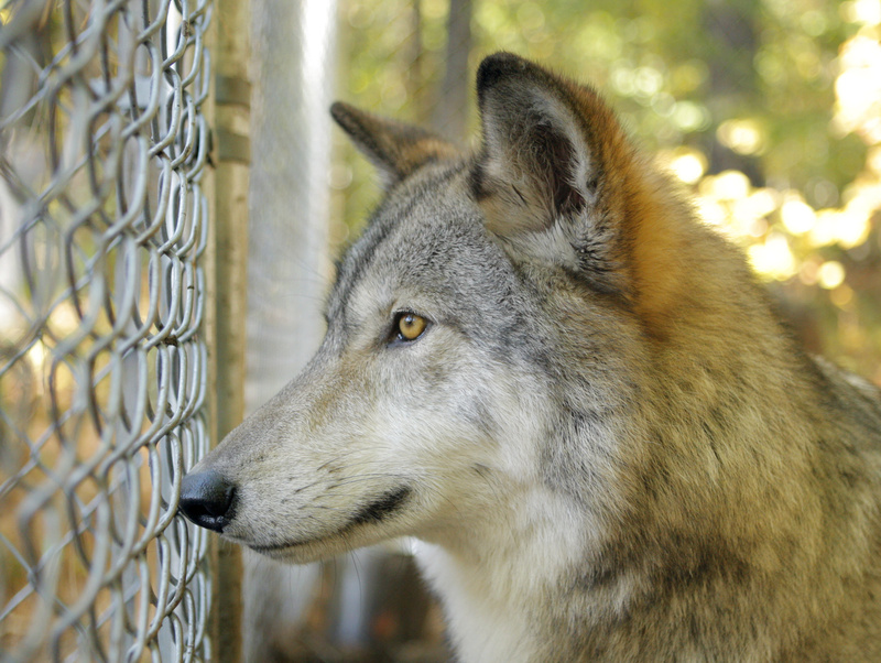 Lomasi looks out of her pen at the Runs With Wolves Sanctuary in Limington.