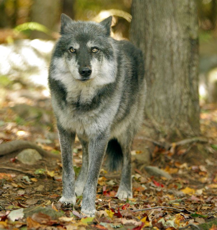 Tazlina is one of the five purebred wolves at the Runs With Wolves Sanctuary in Limington. The facility has operated without proper permits for more than 20 years and now must navigate state regulations and costs.