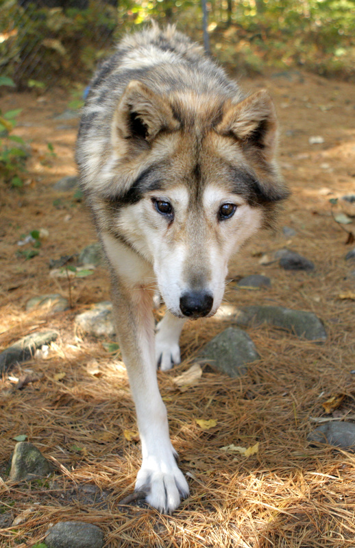 Spirit, another of the five pure-bred wolves at the Runs With Wolves Sanctuary in Limington.