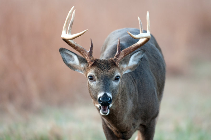 A deer’s ability to produce and detect scents is its most vital way of communicating. By some estimates, the deer’s nose may be 10,000 times as sensitive as a human’s.