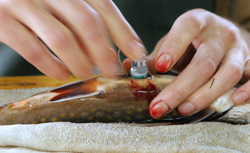 Seeback inserts a radio tag into a male brook trout as part of the Inland Fisheries and Wildlife department study of the fish in the Roach River.