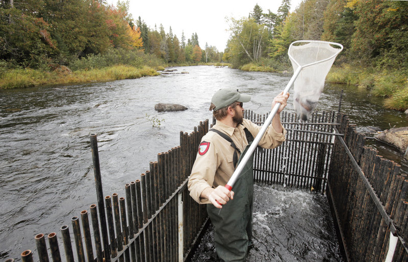 Steve Seeback, a state fisheries specialist, lifts a net full of fish from a weir in the Roach River near Kokadjo. Biologists gather fish in the weir to measure and weigh them, and then release them back into the river.
