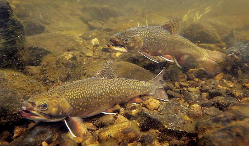 Brook trout pause on the bed of the Roach River, which flows into Moosehead Lake.