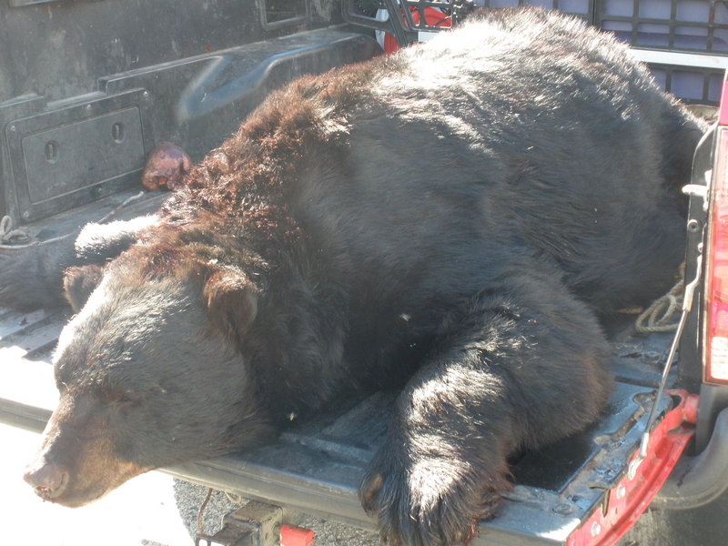 Steve Bickford of Gorham shot this 420-pound bear on the north side of Sebago Lake.