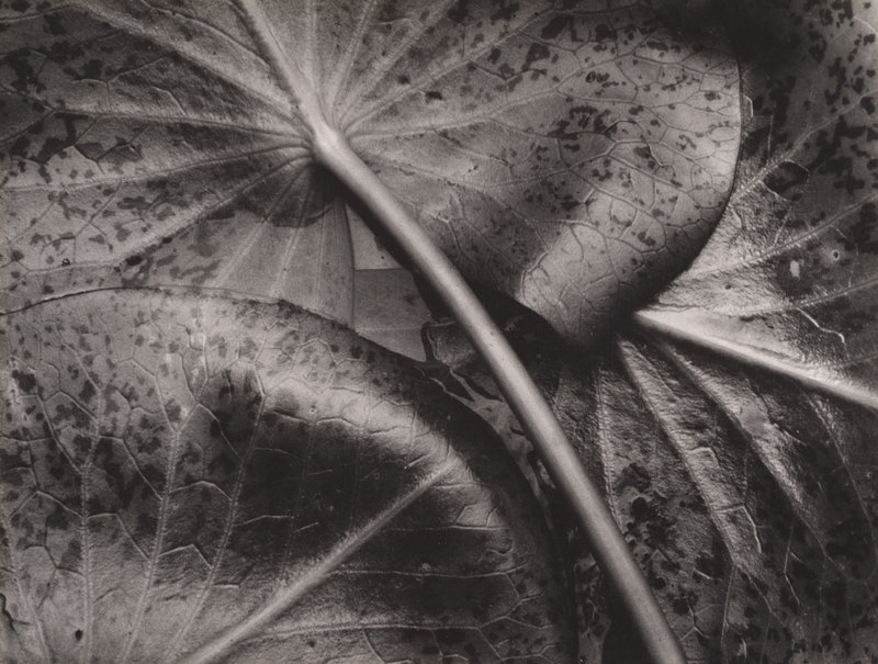 “Water Lily Leaves,” 1931, by Sonya Noskowiak, from “The Triumph of Group f/64”