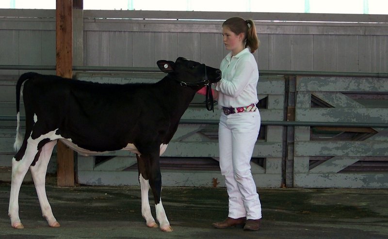 Allison Merriman, a 12-year-old 4-H er, shows a young cow from Benson Farm in Gorham. She will be showing at Fryeburg as well.