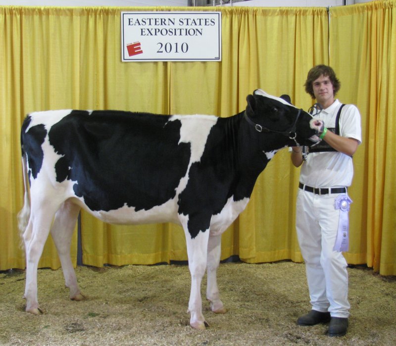 Eben Benson shows a cow from Benson Farm in Gorham at the Eastern Exposition.