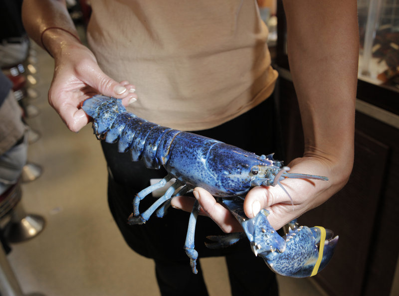 "Little Boy Blue," a rare blue lobster, is held by waitress Melissa Hamilton at Becky's Diner on Saturday. It's estimated that the chance of catching a blue lobster is about one in a million.