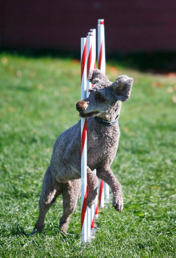 Dory, a 10 year-old standard poodle owned by Diana Logan of North Yarmouth, shows how the weave poles are done.
