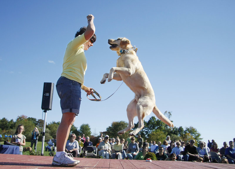 Valancy Harlow of Saco and her yellow Lab, Samson, 5, perform a jump at the Woofminster Amateur Dog Show at Camp Ketcha in Scarborough on Saturday. The “show” is really a collection of games and off-beat contests.