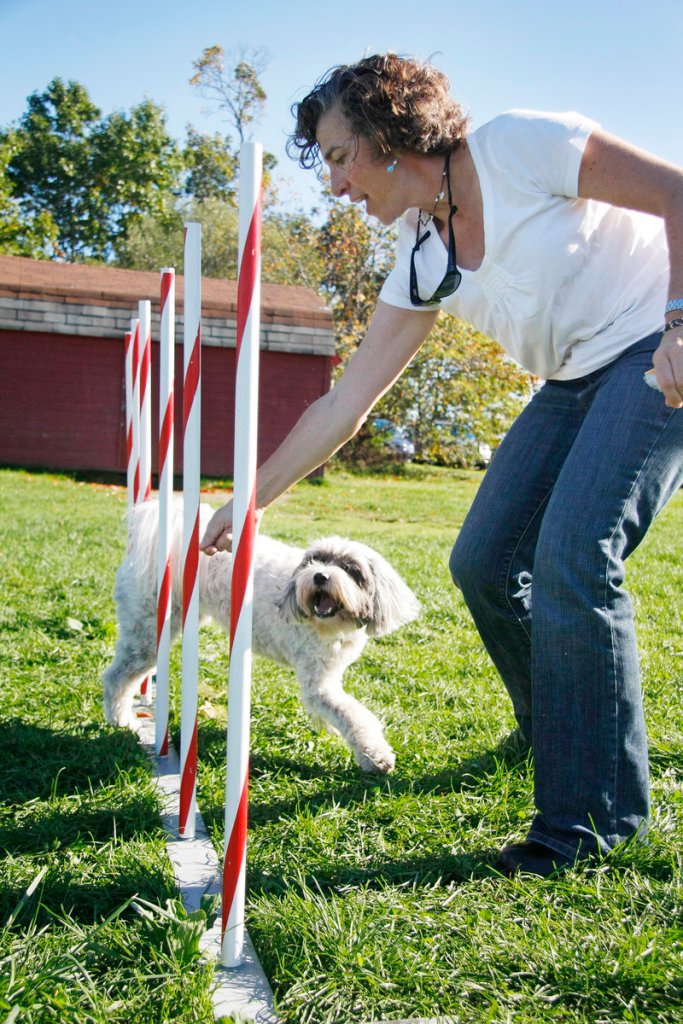 Mary Dougherty of South Portland teaches her Tibetan terrier, Nellie, 4, to run through the weave poles.
