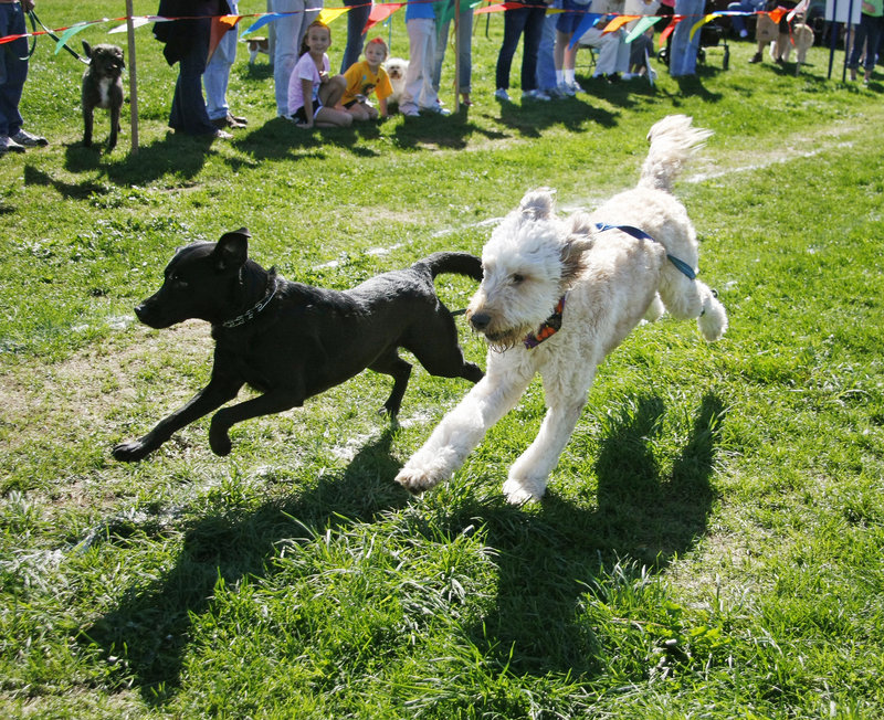 Delilah, a black Labrador retriever owned by Alison Schneller of Scarborough, races with Jack, a goldendoodle owned by Ann Charlton of Kennebunk, during the 50-Paw Dash for big dogs.